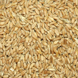 Krmná pšenice